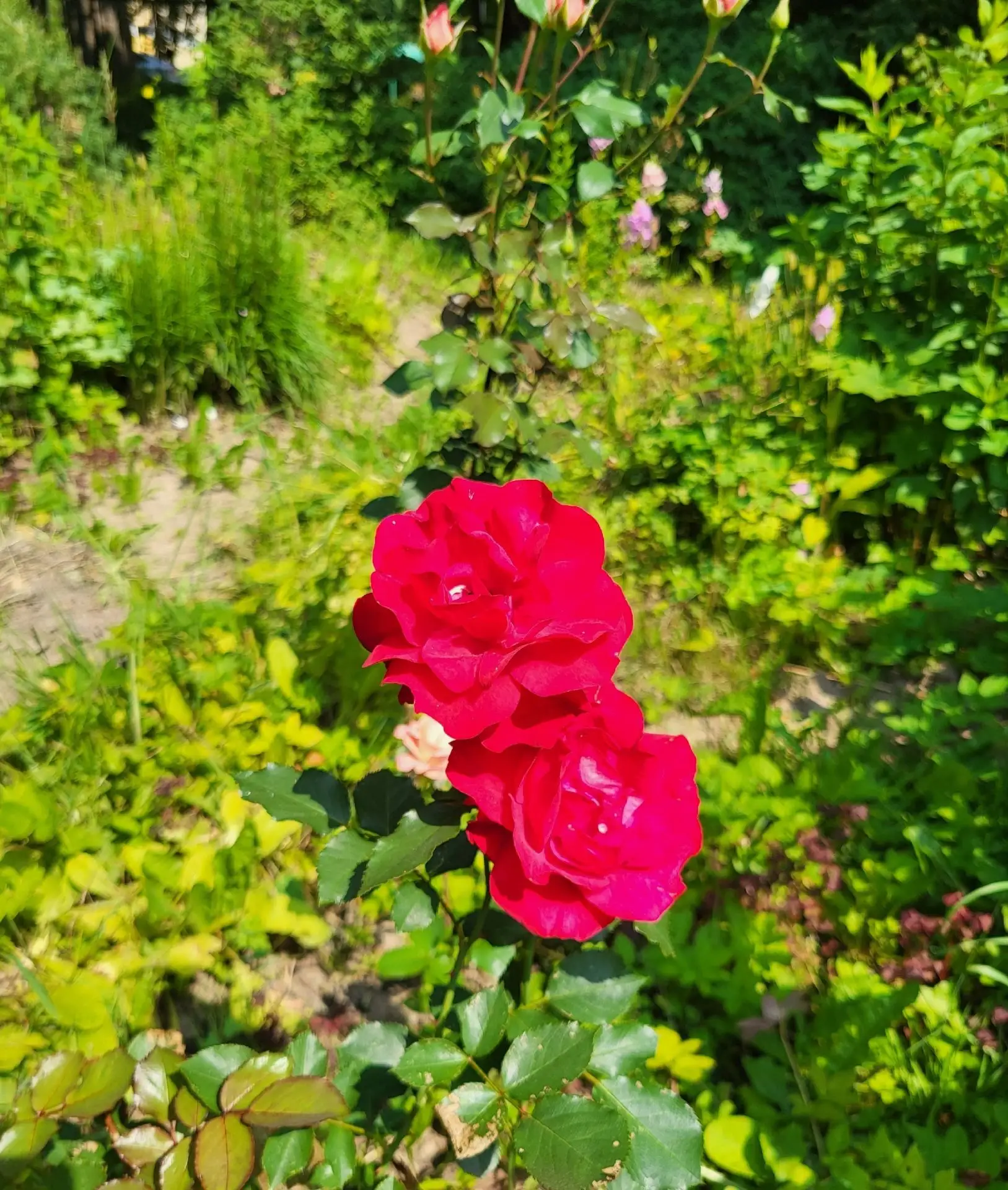 📸 Гость в ленте 

🌹Сегодня это королева цветов, садовая роза (Rosa), представительница благородног