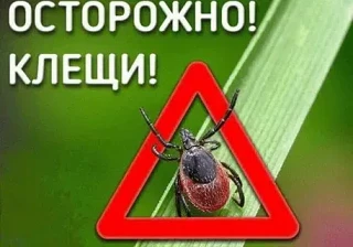 Осторожно, клещи!
Лето — любимое время года, но с приходом тепла активизируются и клещи. Некоторые и