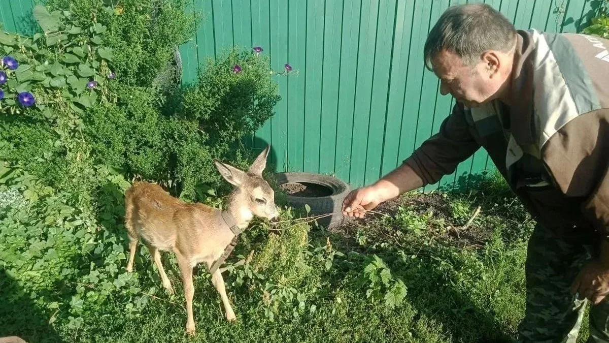 История спасения маленькой косули