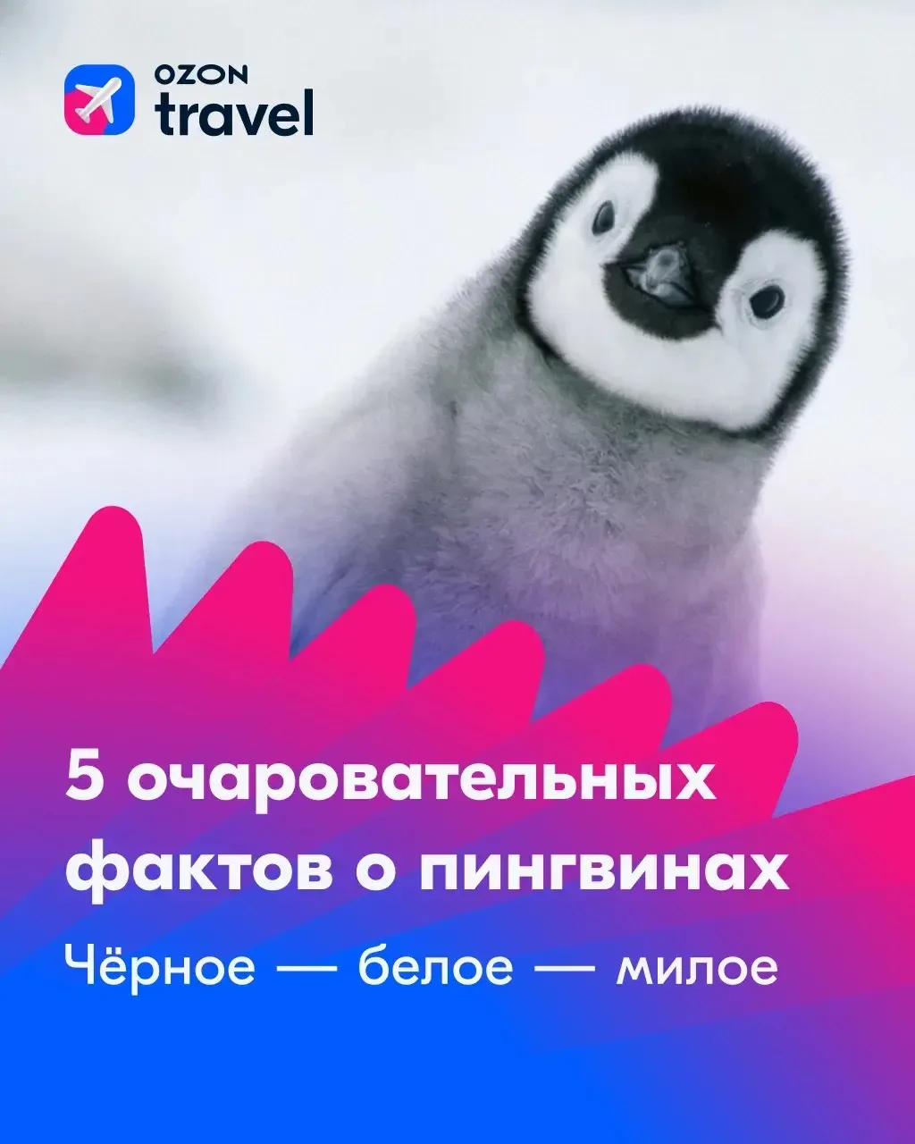 Ловим волну! Делаем ноги! Улыбаемся и машем!   😊 Ко Всемирному дню пингвинов подготовили несколько т