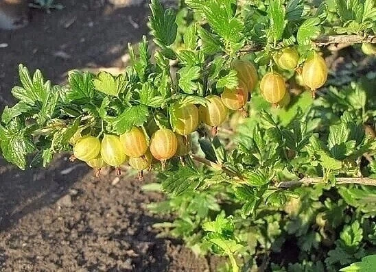 Уход за крыжовником: секреты богатого урожая 🍇🌿

Крыжовник — неприхотливый, но очень благодарный к