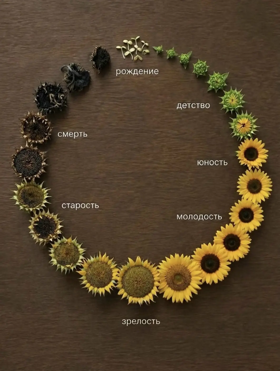 От семечка до сухоцвета. Вот такой цикл жизни проходит ПОДСОЛНУХ 🌻