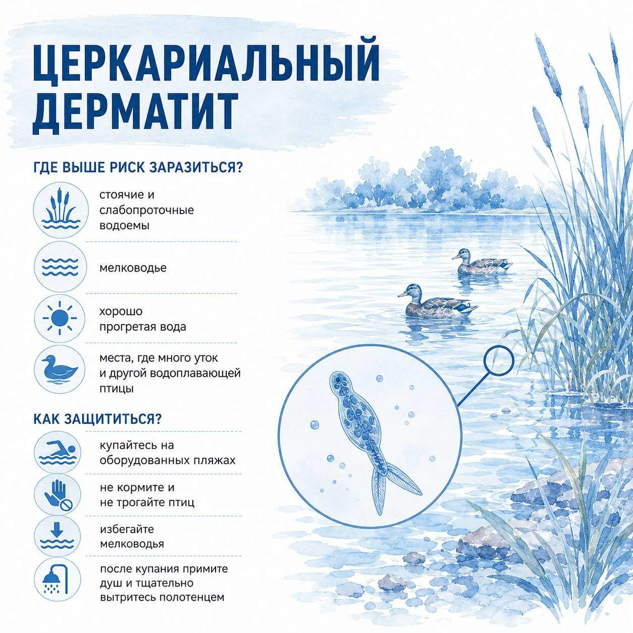 После купания в озере под кожу могут попасть личинки паразитов