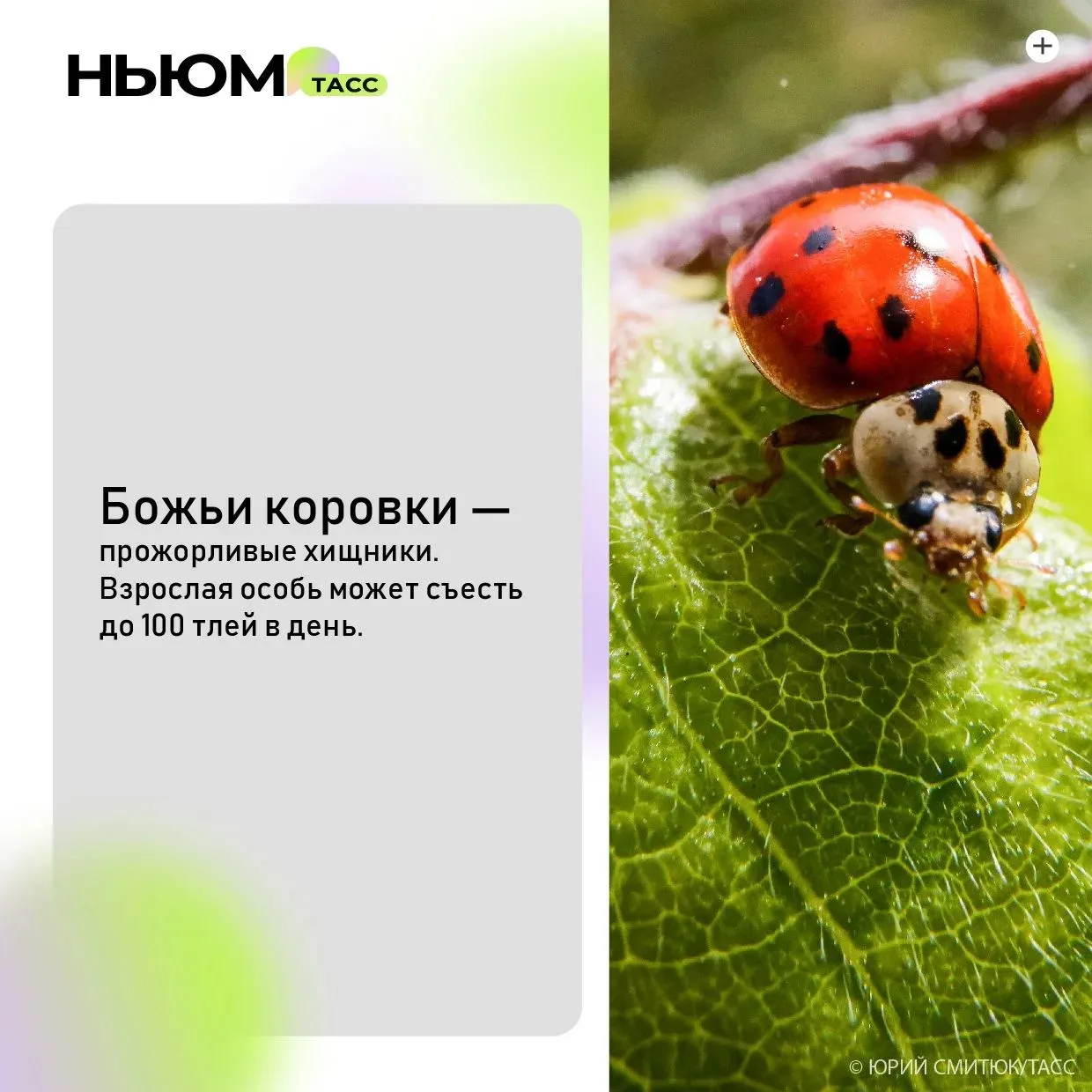 ☀🦋🐞 Друзья, встречайте новый выпуск нашей летней рубрики «Хочу всё знать»! 

🐞☁ Сегодня у нас в г