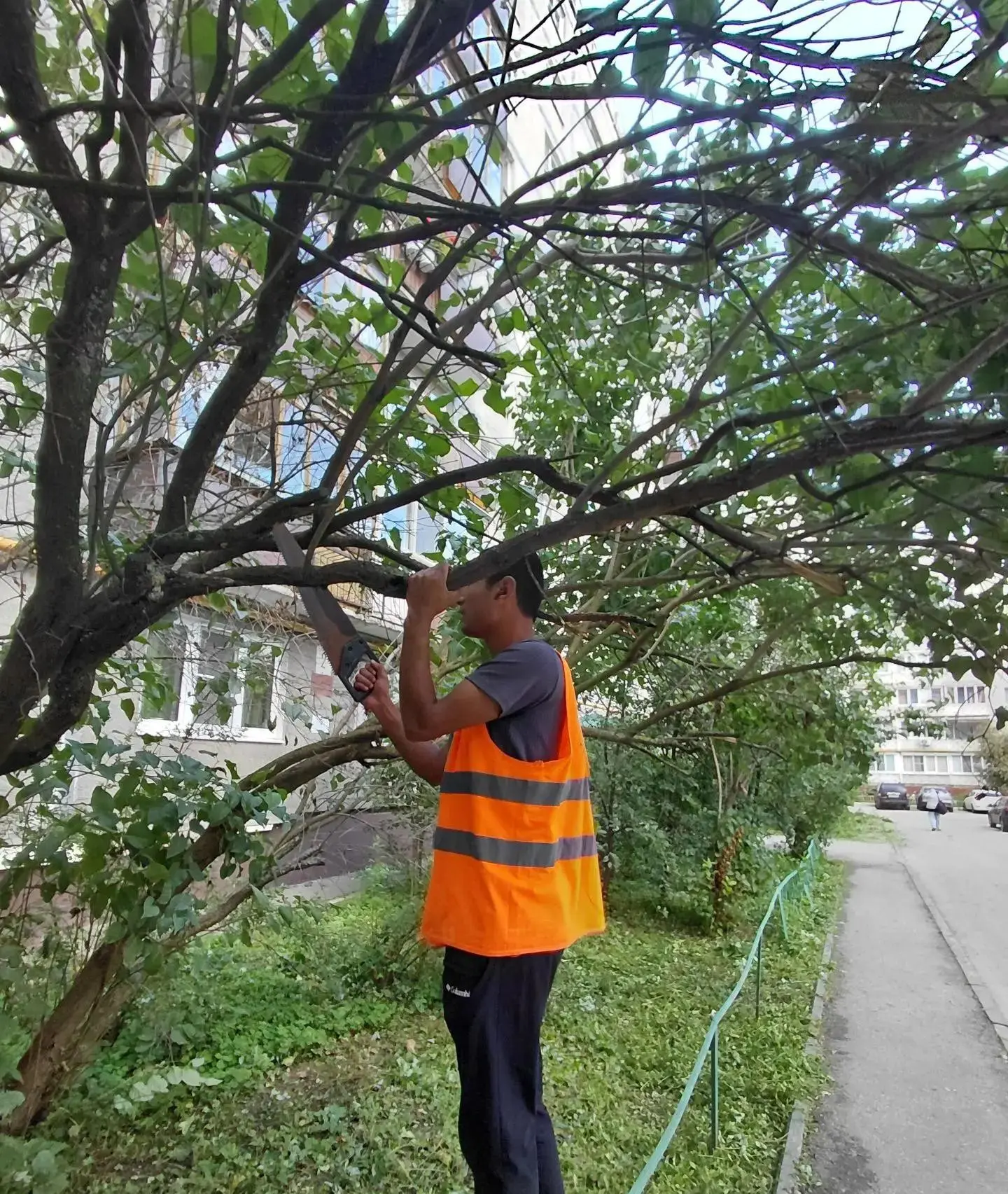 🌿 Продолжаем уход за зелёными насаждениями!