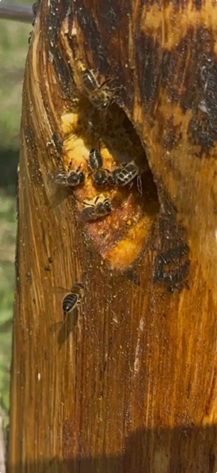 🐝 Тёмная лесная пчела,