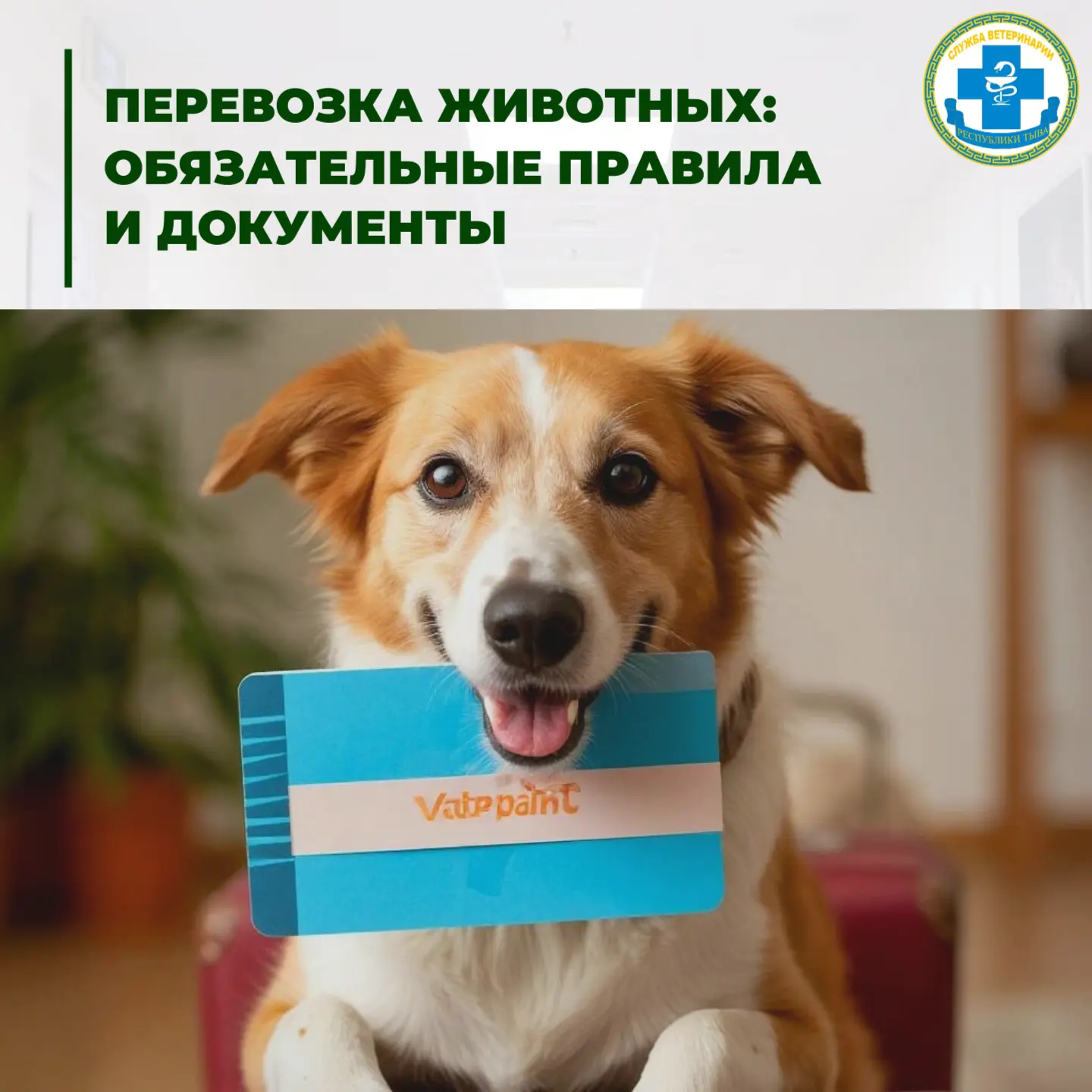 🐕Перевозка животных: обязательные правила и документы