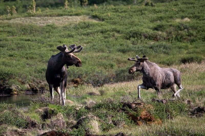 13 лосей зафиксировали в Саяно-Шушенском заповеднике