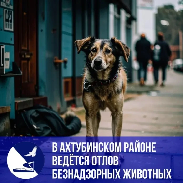 🐶В Ахтубинском районе продолжаются мероприятия по отлову бесхозяйных животных.