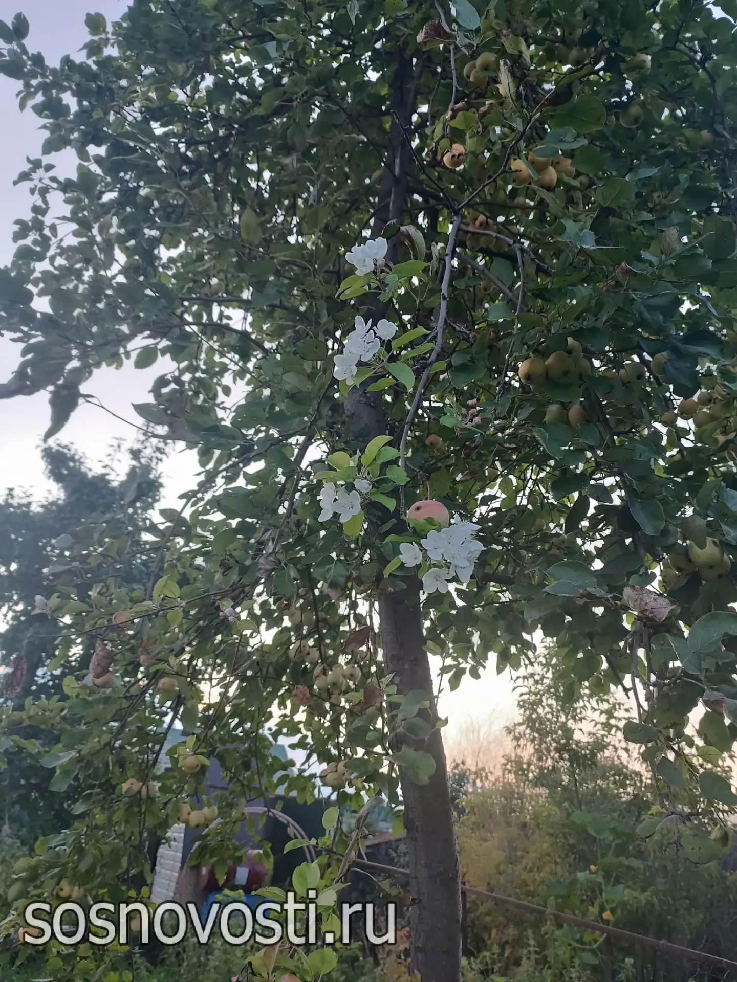 🌸 В Сосновском округе вновь цветет сирень и яблоня