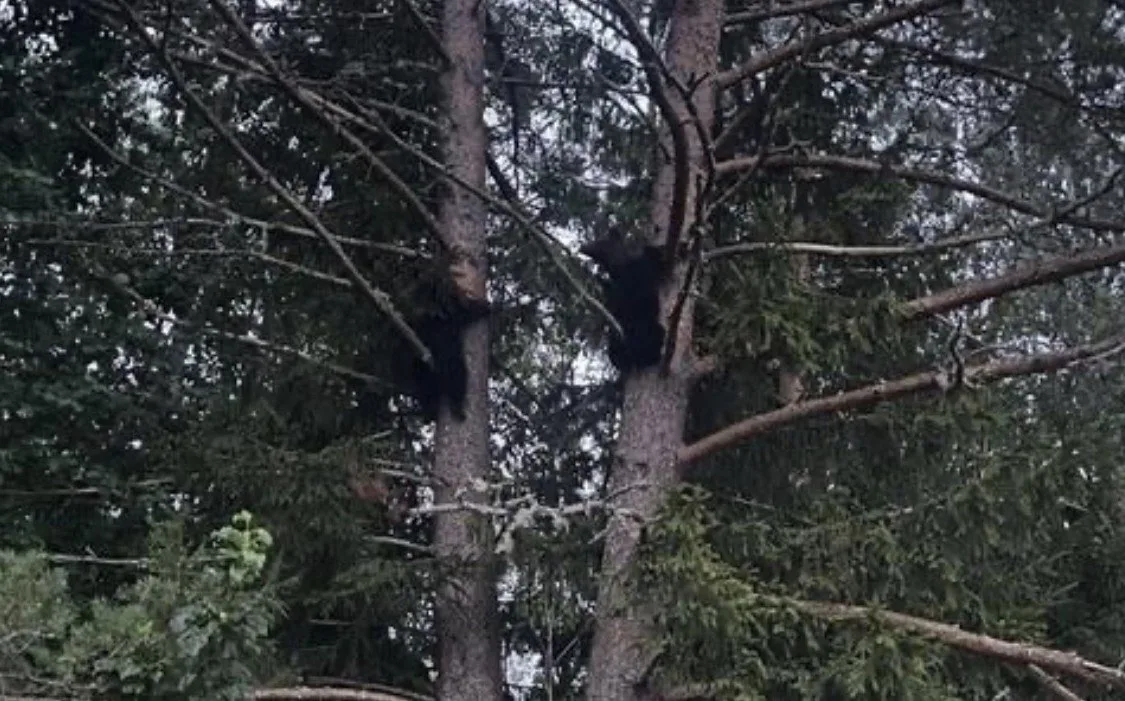 🐻Банда медвежат совершила налет на курятник в эстонской деревне, а после попыталась спрятаться на б