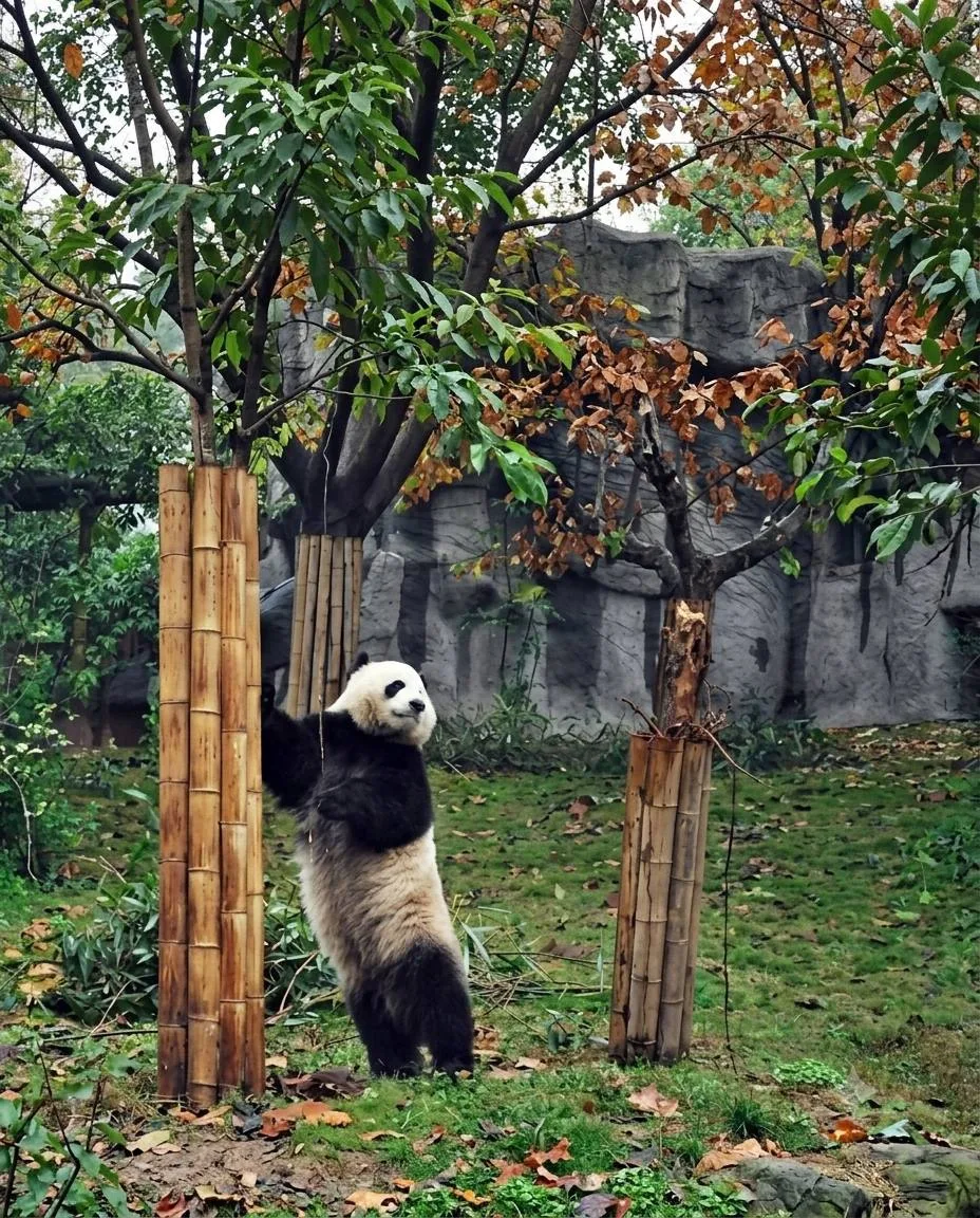 Чудеса Китая 🇨🇳 Город восьми измерений🫶🏻

Если взглянуть на фото Чунцина, то может показаться, ч