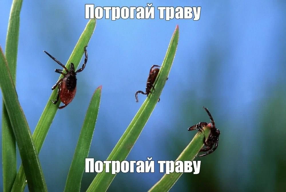 🪳 Массовая атака клещей ждёт на следующей неделе Их активность в этом году начнётся раньше на целых 
