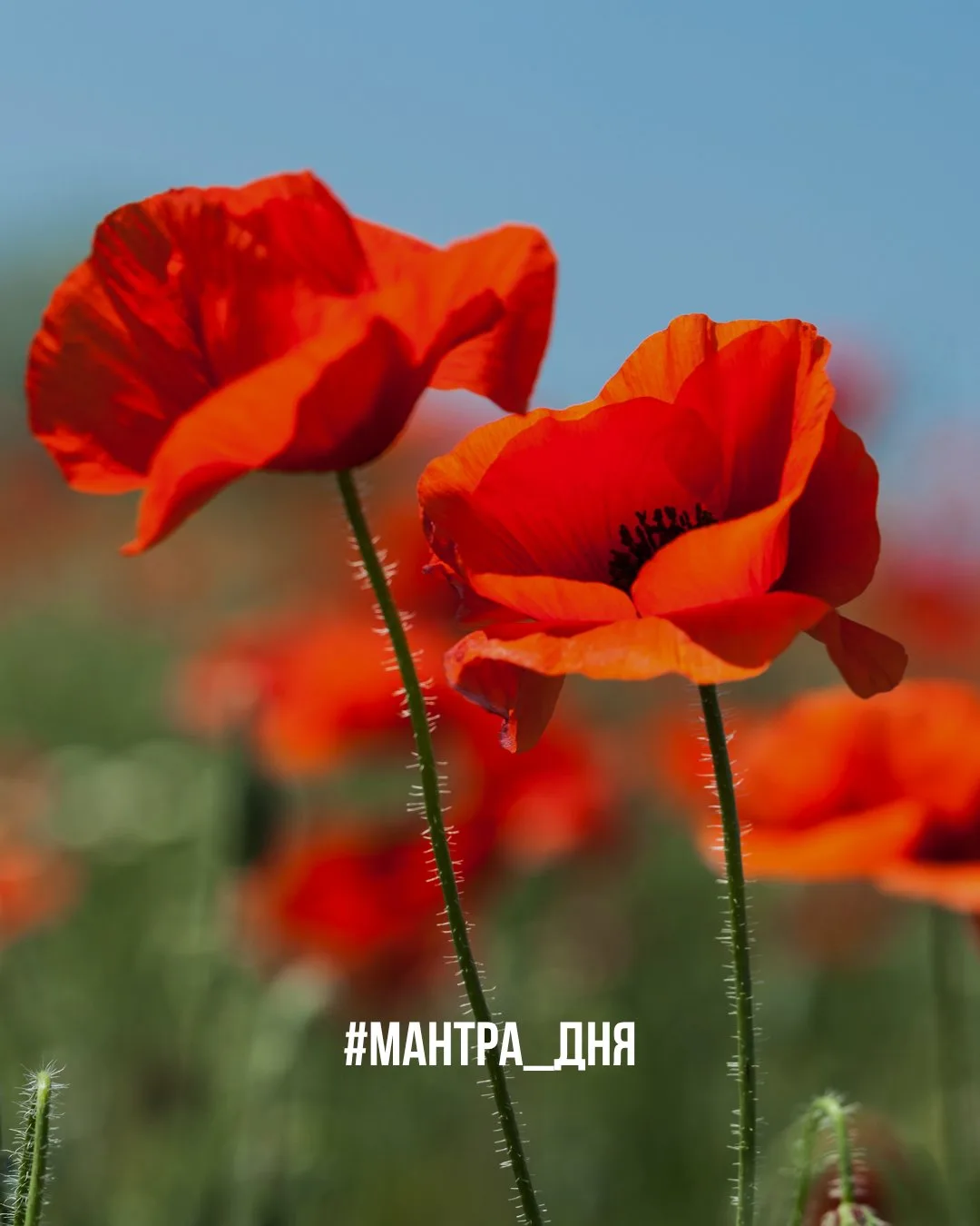 Сегодня среда и день для МАНТРЫ ДНЯ 😉
