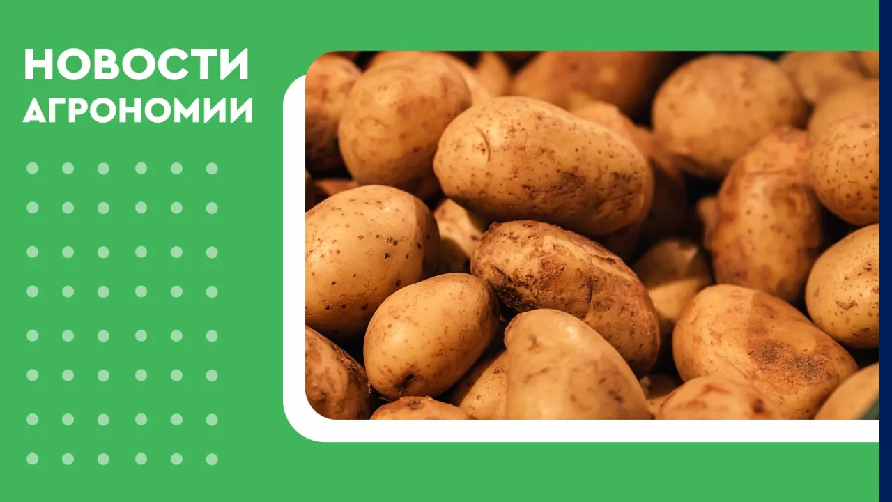 🥔 В Забайкалье ускорили уборку картофеля