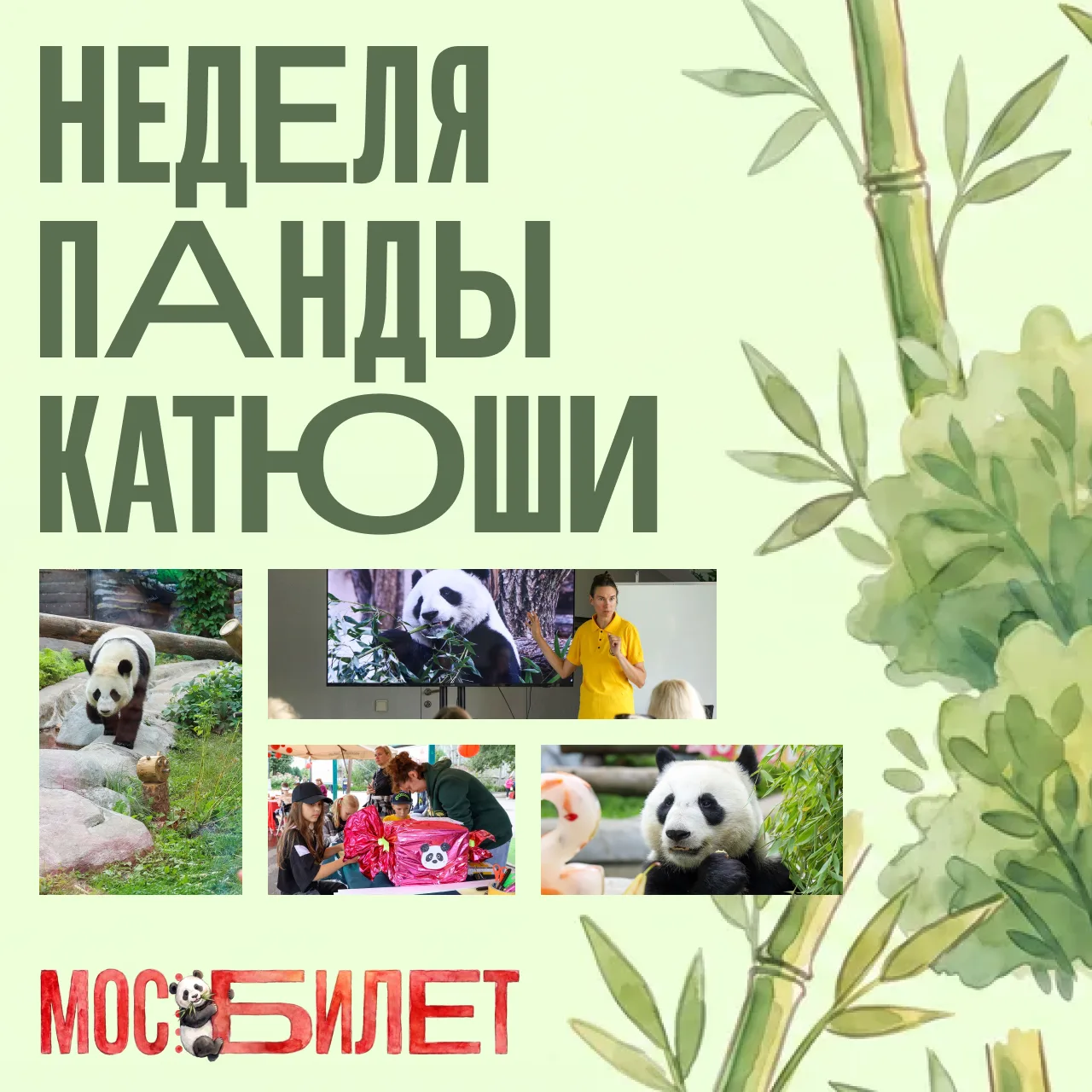 🐼 До 30 августа в Московском зоопарке проходит Неделя панды Катюши. И провести ее можн...