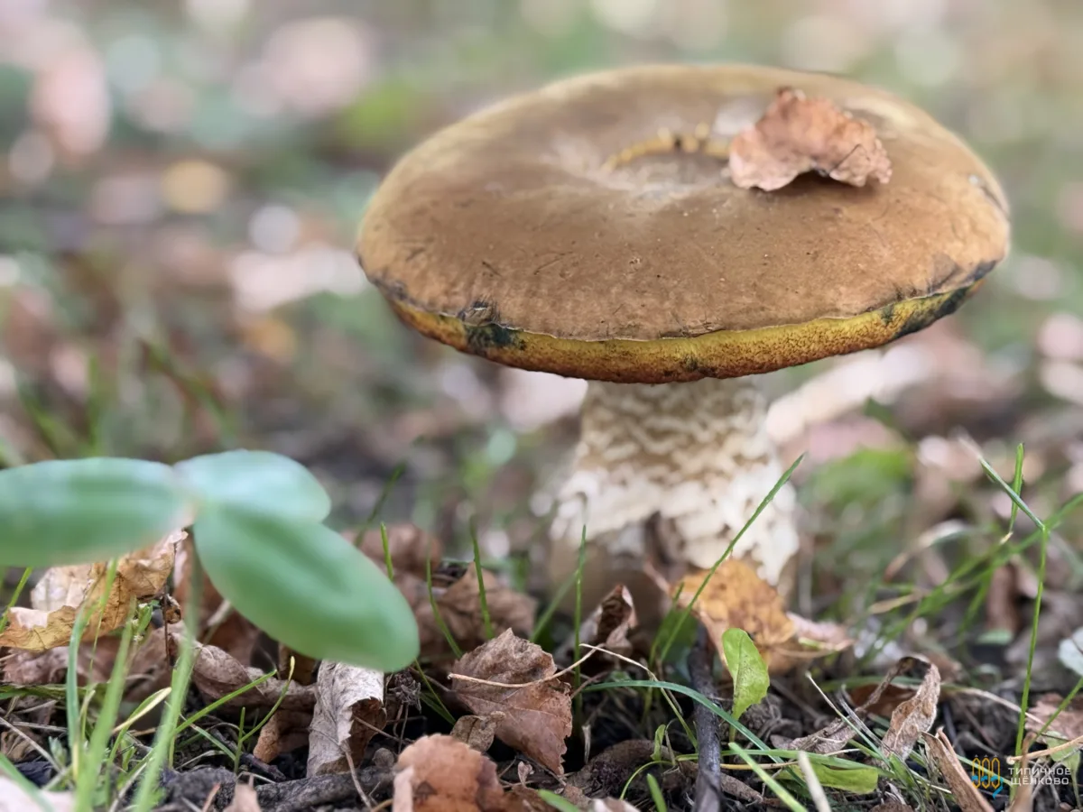 В Московском регионе началась вторая осенняя волна грибов 🍄‍🟫
