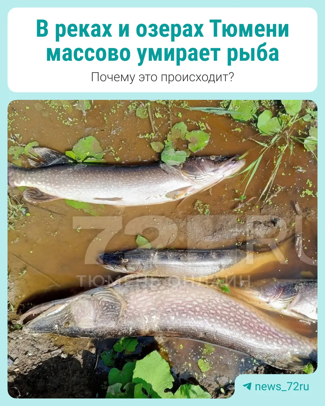 Массово умирает рыба