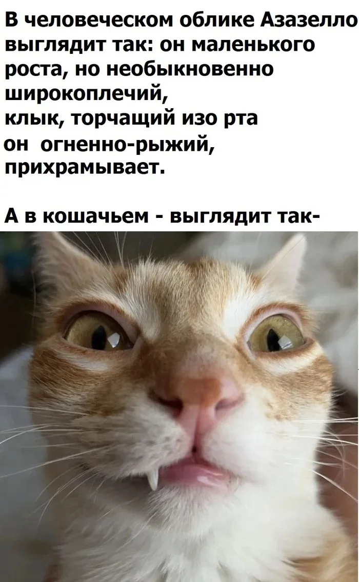 Котозелло