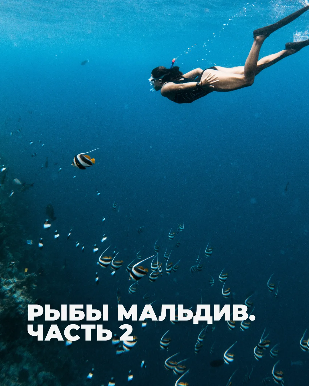 В прошлый раз мы разбирались с малышами подводного мира Мальдив. В этот раз - узнаем, кто из мальдив