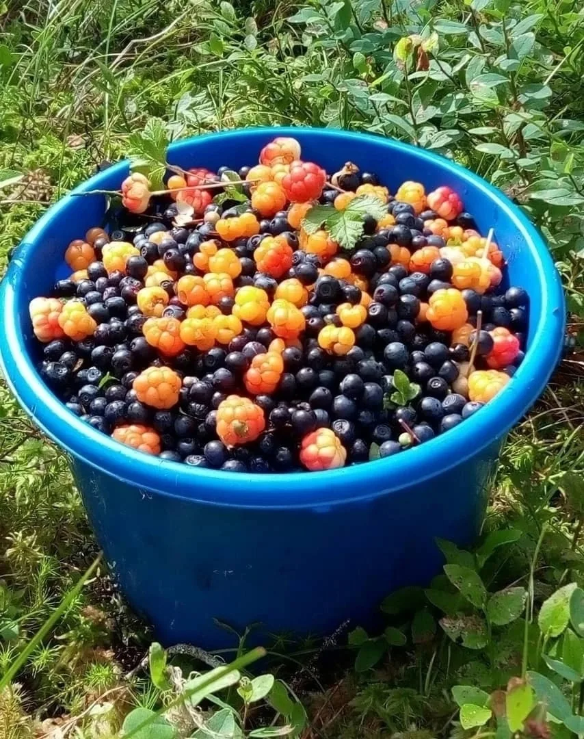 Северная вкуснятина 😋