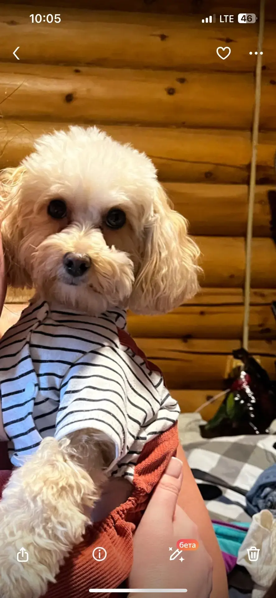 🐾 Внимание! Потерялась собака

Уважаемые жители! 11 июля в вечернее время в районе улицы Шолохова в