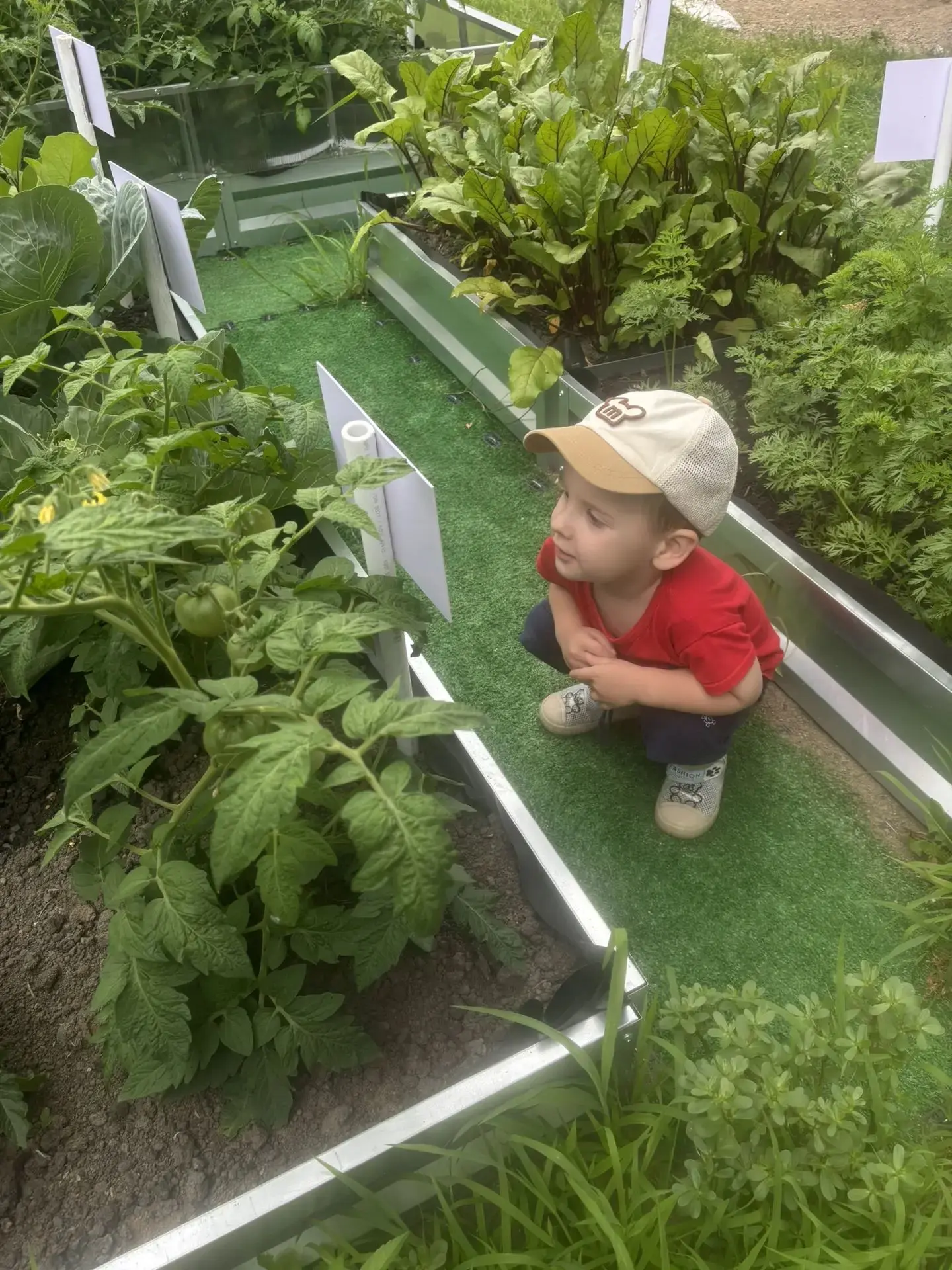 А в нашем огороде всё растёт🍅🌿✨

Сегодня воспитанники младшей группы провели "ревизию" в нашем ого