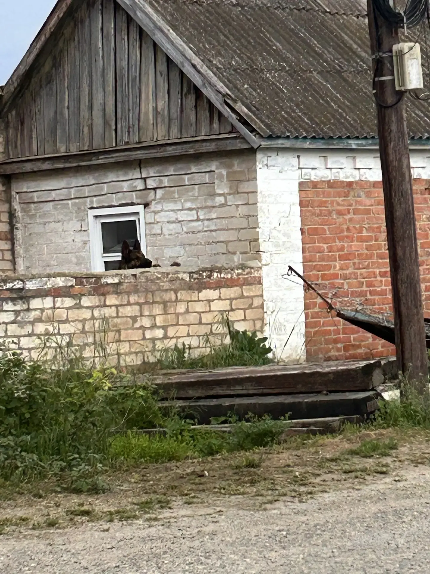 "Не бойтесь, она не кусается".   Безусловно, собака умное животное, особенно если кавказская овчарка