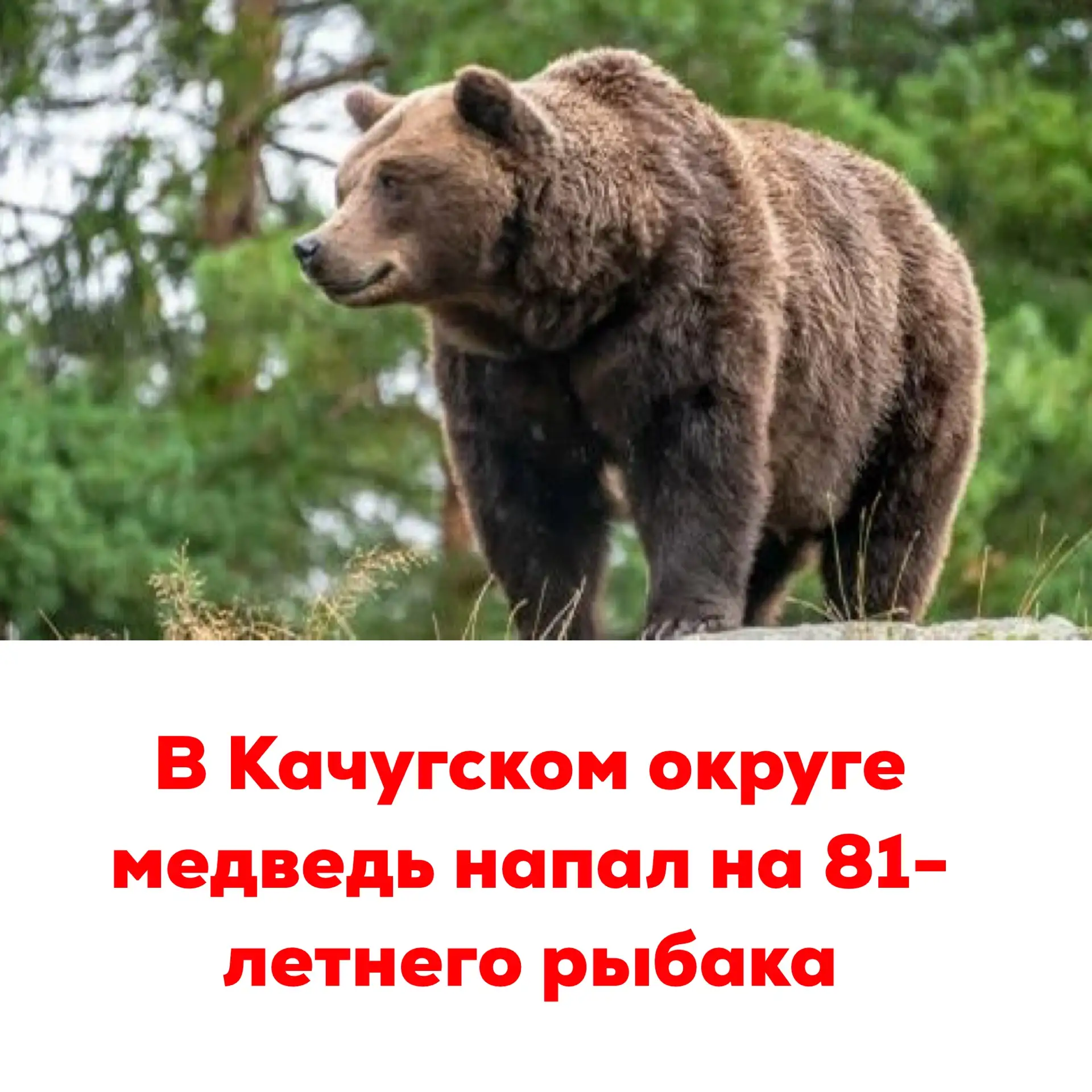 🔴В Качугском округе медведь напал на 81-летнего рыбака