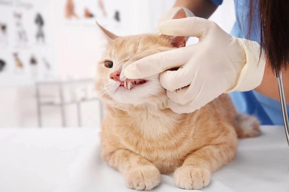 🐱Удаление зубного камня у кошек и собак необходимо для предотвращения серьёзных заболе...