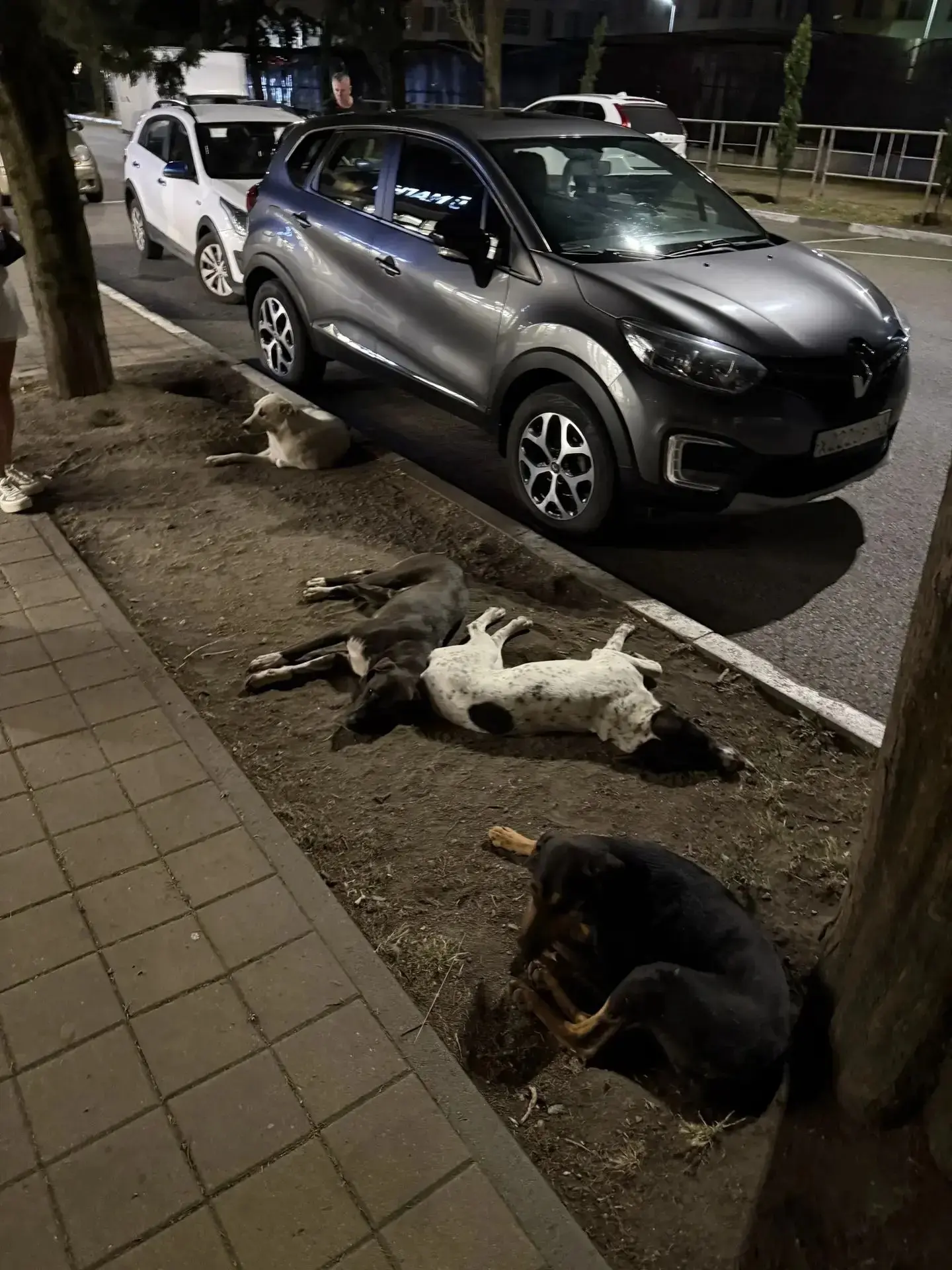 🐕 На улице Октября в Хосте резко выросла стая крупных бездомных собак.