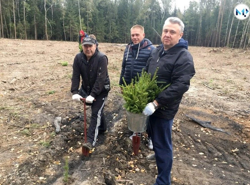 🌲 Кликни и проверь, где растет молодой лес