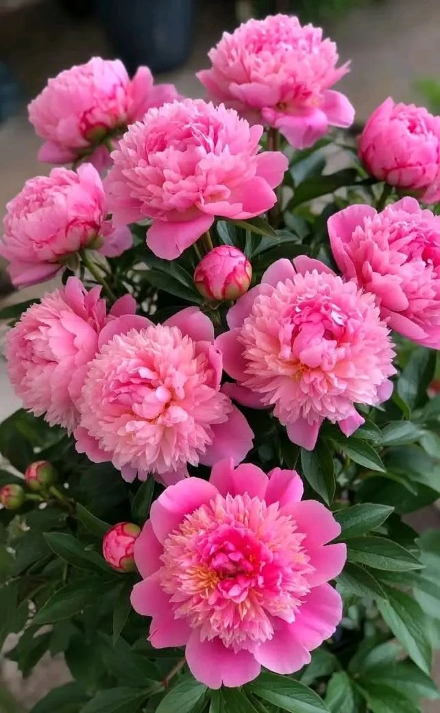 💖💖💖