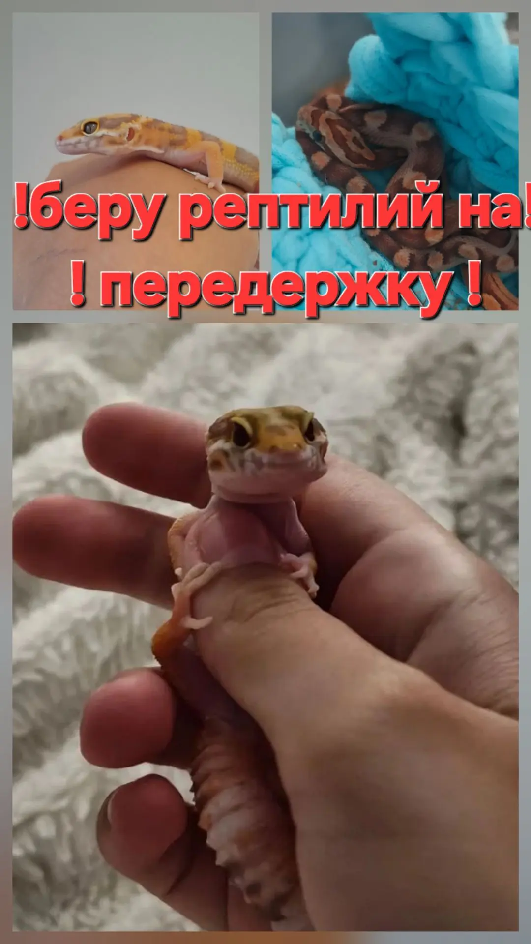Теперь беру рептилий на передержку !