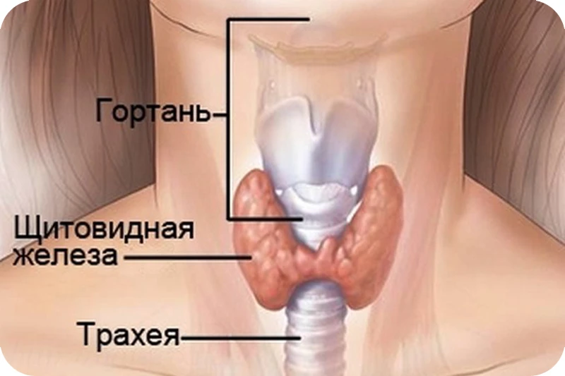 Эндокринная система – это совокупность желез, которые вырабатывают и секретируют гормон...