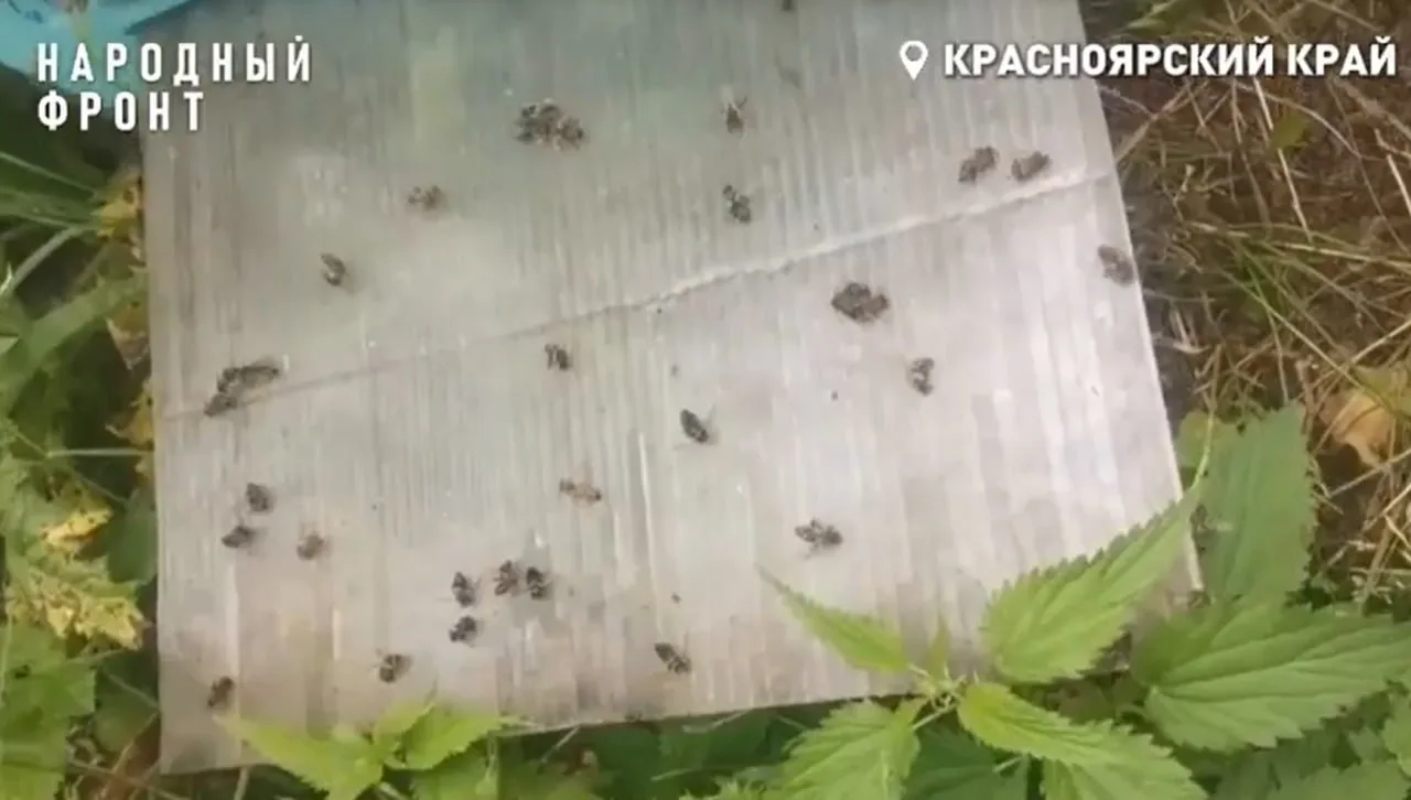 Пчеловоды из Красноярского края сообщили о гибели 20 миллионов пчел из-за обработки пол...