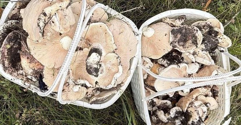 Грибники Саратовской области делятся осенними уловами