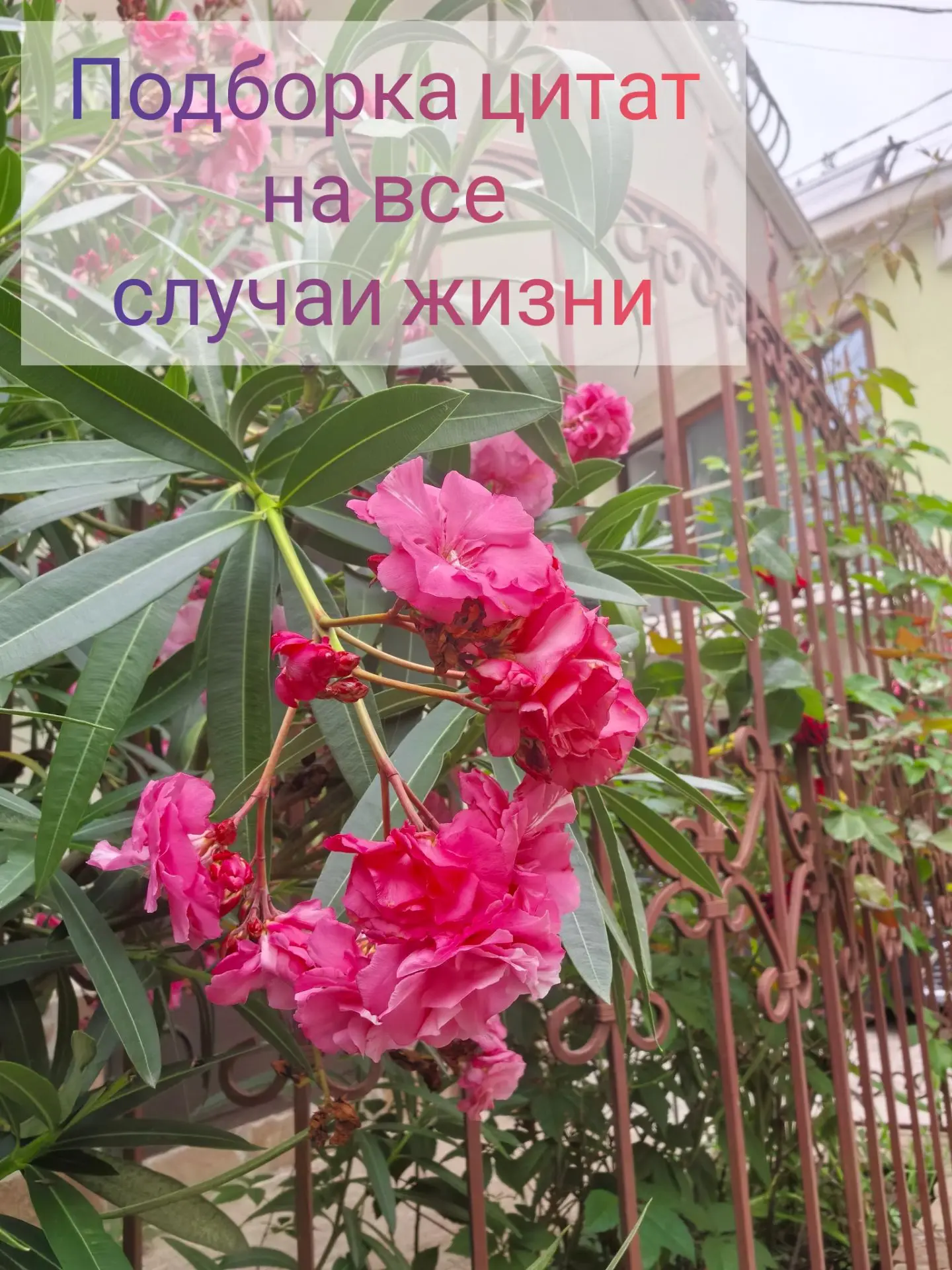 🌸Человек всю жизнь не живет, а сочиняет себя, самосочиняется. — Фёдор Достоевский.

🌸Будь честен с