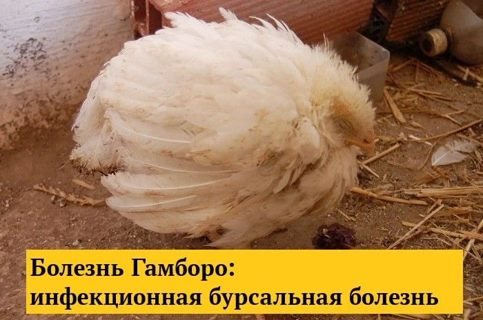 Инфекционное заболевание вирусного происхождения, чаще всего поражающее цыплят в возрасте 2-15 недел
