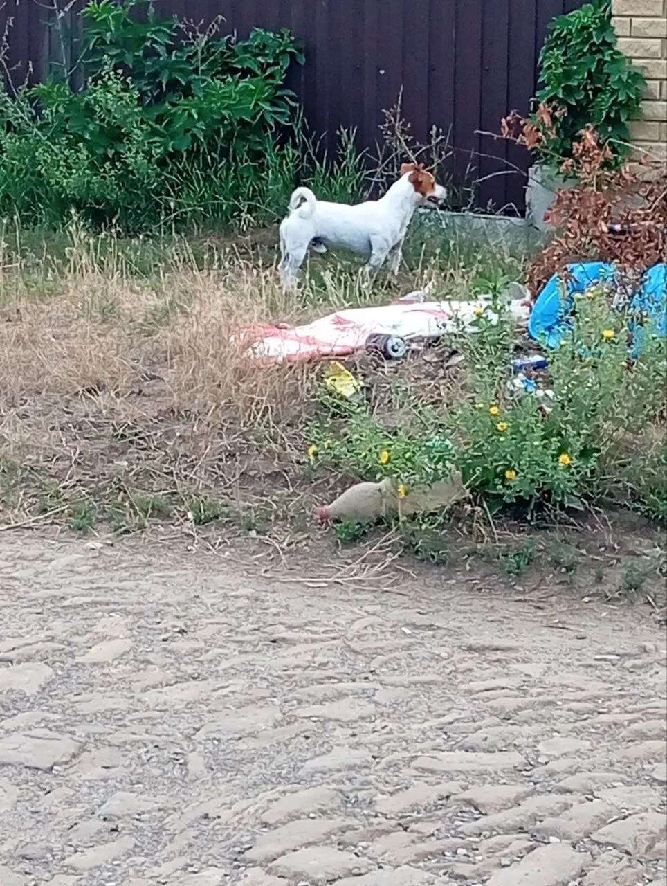Джек Рассел,на улице ламоносво 
Чей?