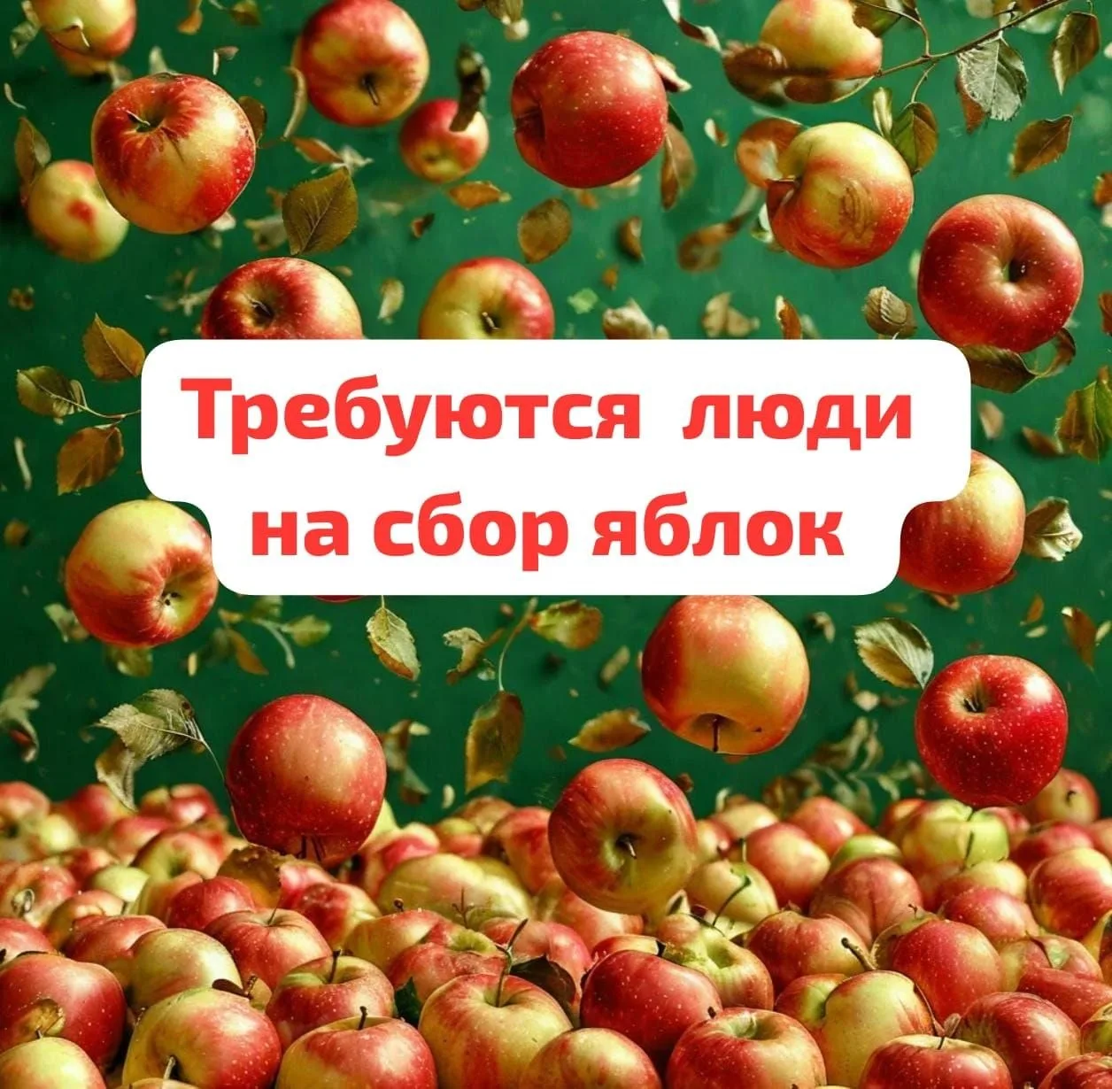 🍎🍏🍎🍏Требуется люди в бригаду на СБОР ЯБЛОК и т. д
Желательно на постоянную
👩🏻‍🦱👨🏻Требования
