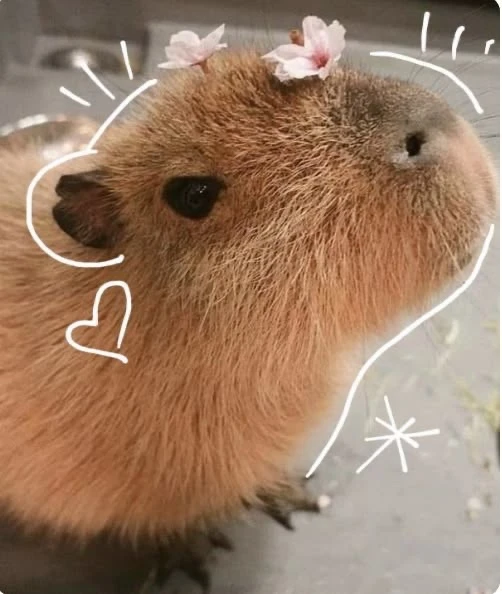 Аватарки с капибарой💚