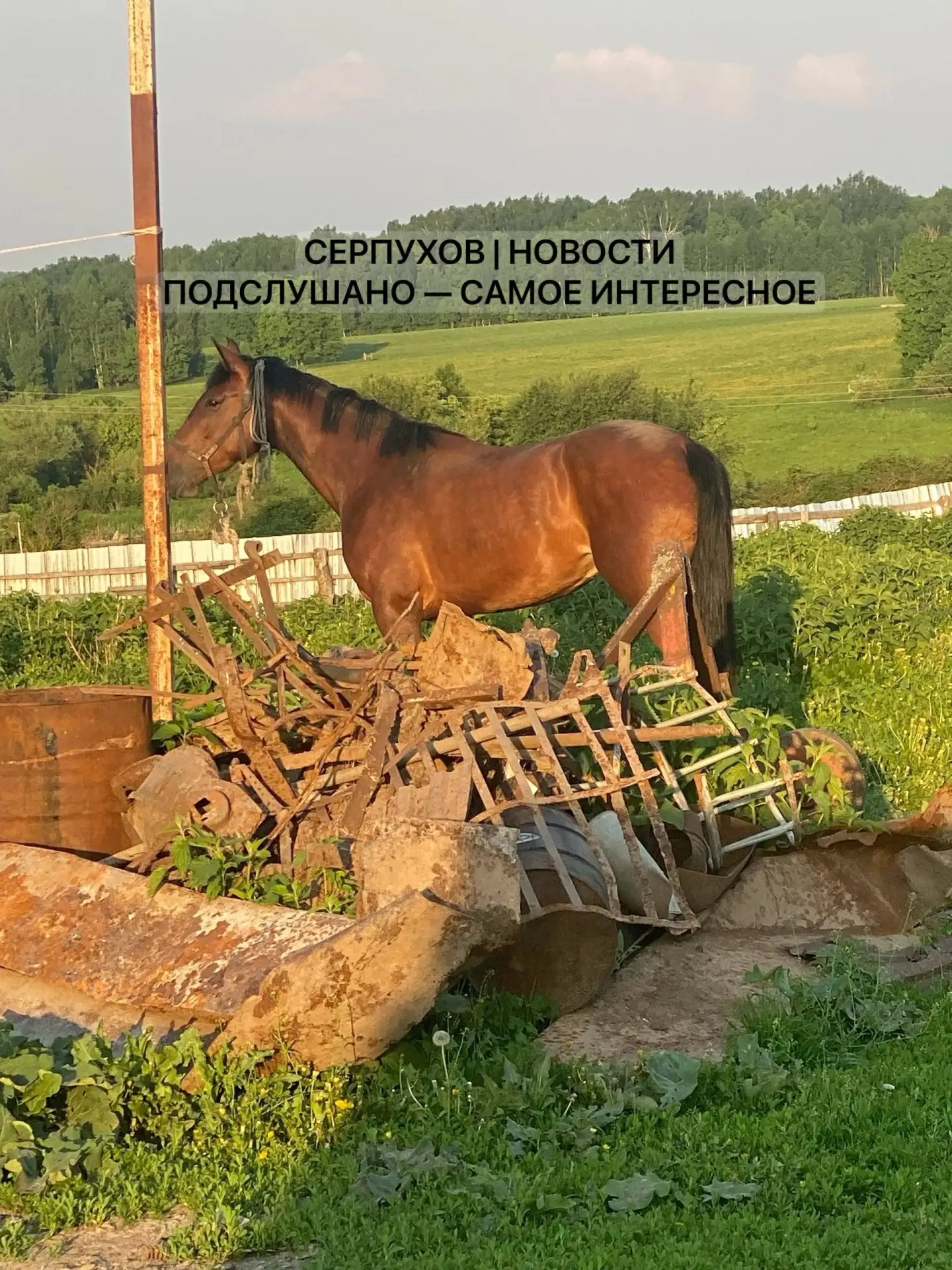 🐴 Помните, недавно ночью по Серпухову совершенно спокойно гуляли две лошади?