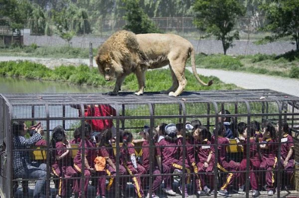 Зоопарк Safari Lion Zoo в Чили.