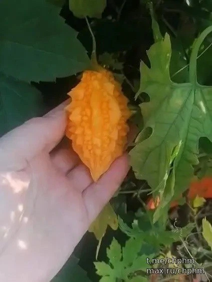 Югорчане вырастили персики и момордику 🍑