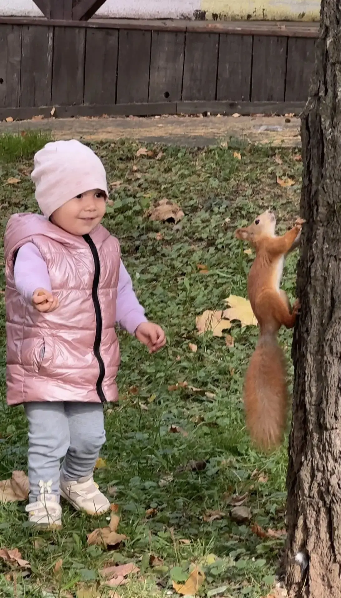 Уронила белка шишку.