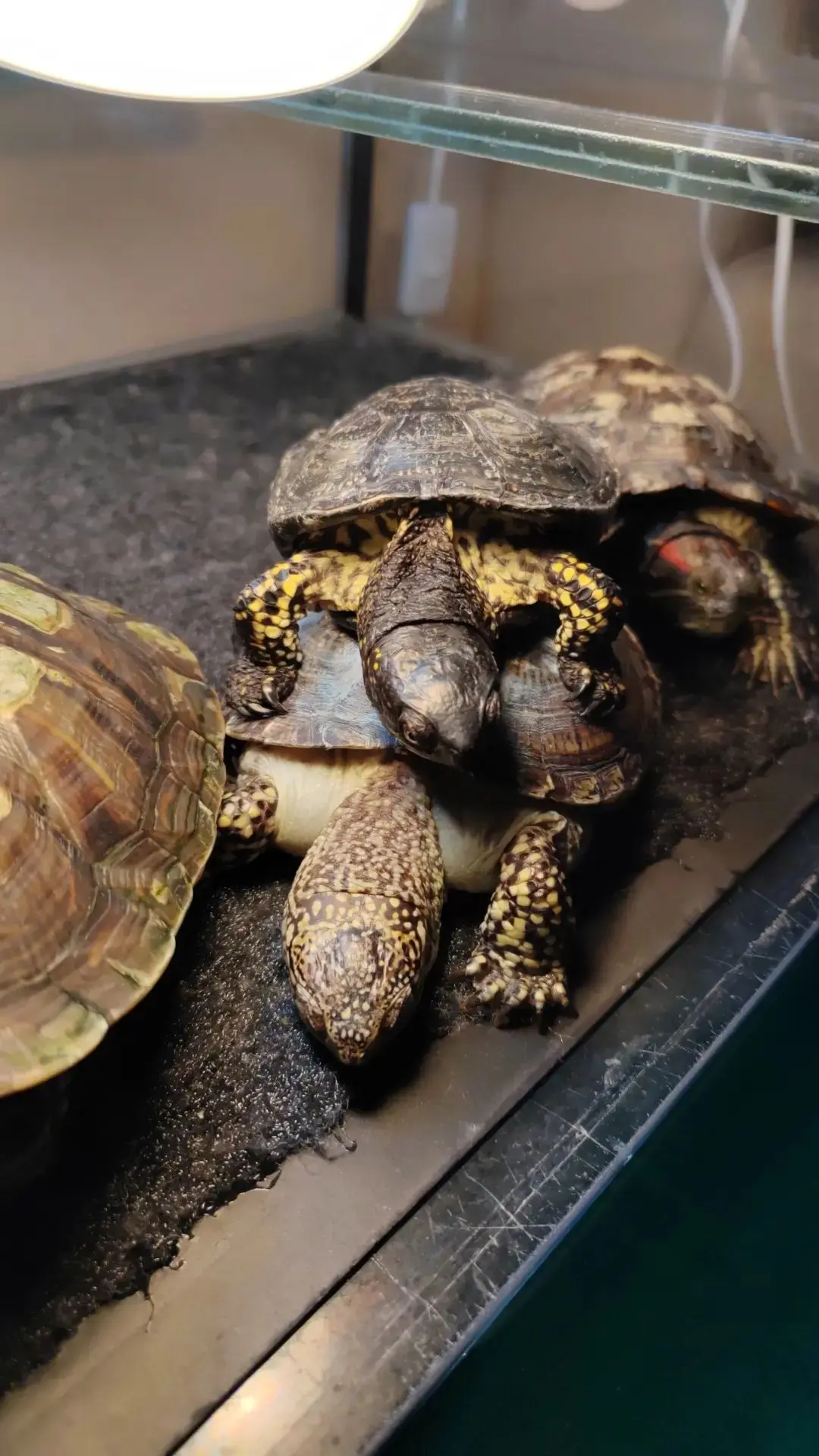 История одной любви, которая растопила мое сердце 🐢❤️