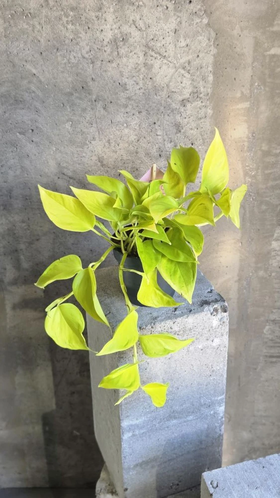 Сциндапсус: уход, о котором вы мечтали (почти без хлопот) 🌿