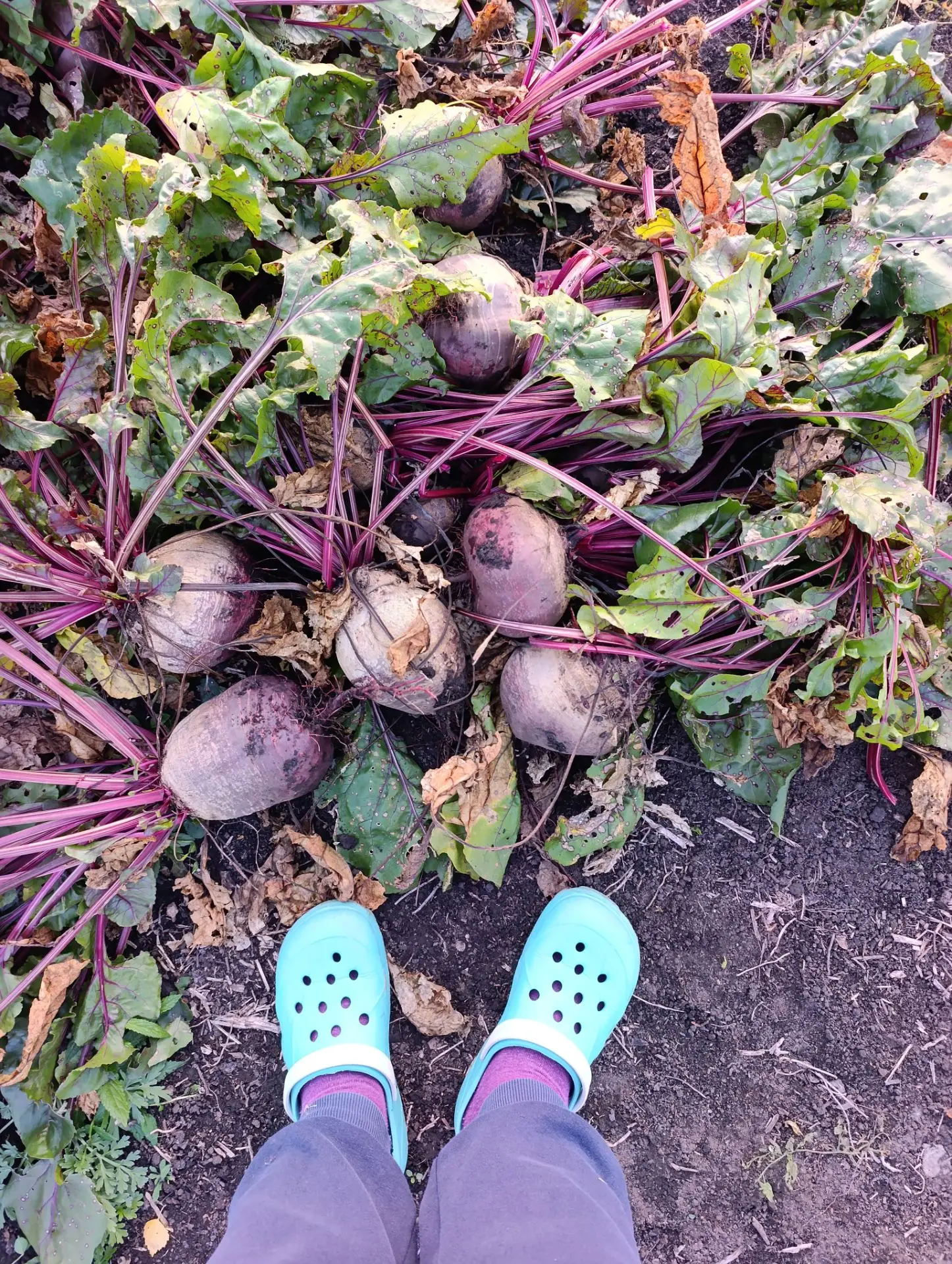 до свёклы и морковки 🥕 сегодня тоже дело дошло 😁✊