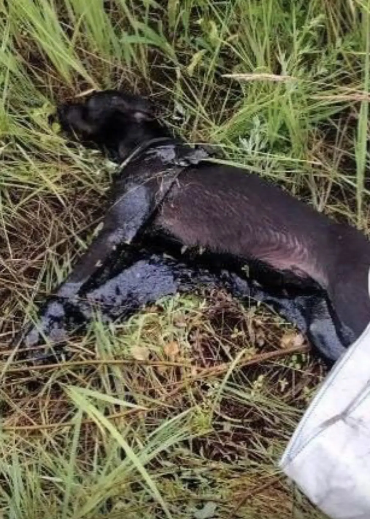 🐕 Сутки в гудронной яме: в Копейске спасли собаку, которая уже и не надеялась на жизнь